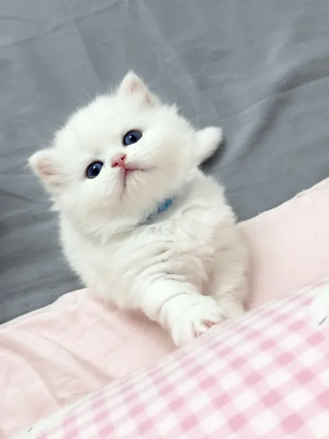 Hey, do you have time to play with me?