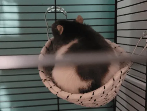 I betrayed her tiny trust (by that I mean I cleaned her cage)