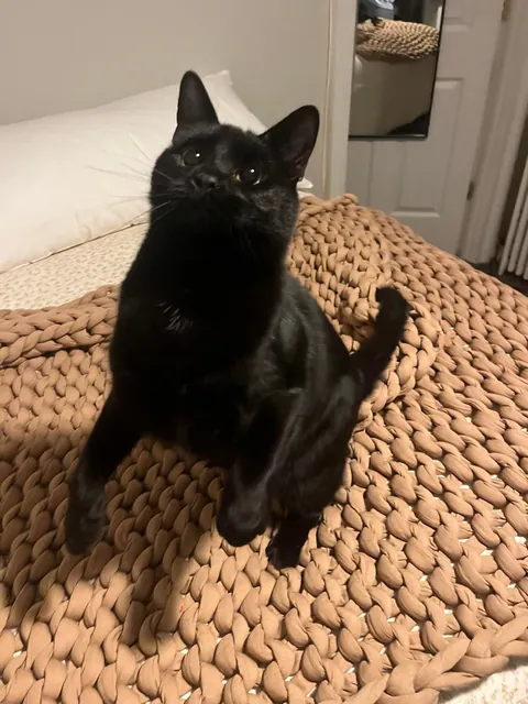 my playful little guy