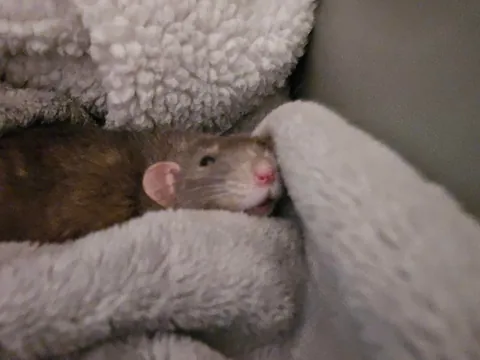 Jimily and his 3hours long naps on the couch! (Of course in his favorite blanket)