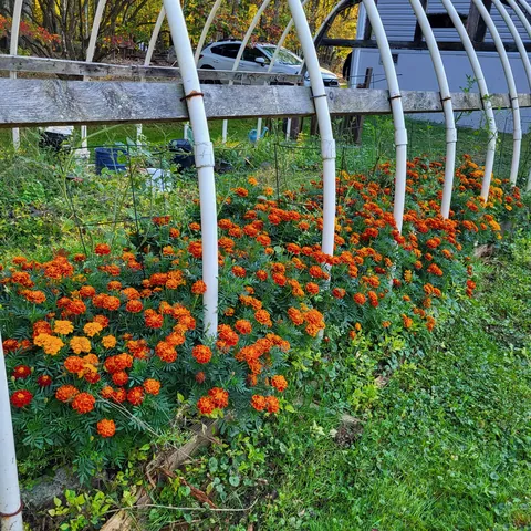 My son grew these gorgeous Marigolds