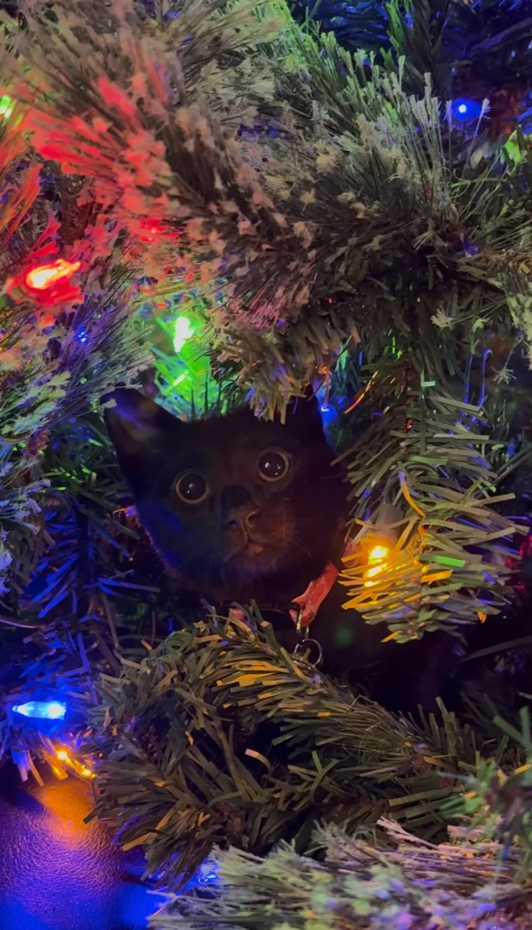 She’s enjoying her first Christmas 