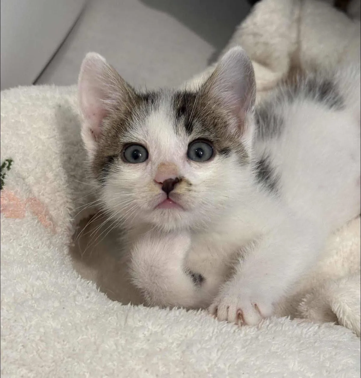 Tiny paws, big emotions.