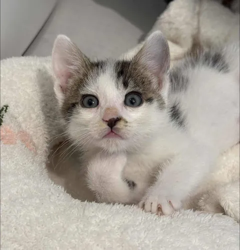 Tiny paws, big emotions.