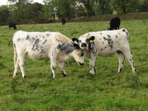 [OC] My 2 girls, Custard and Cream, hanging out today!
