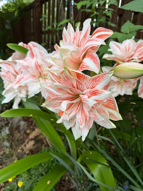 My amaryllis has never looked better. Zone 8a.