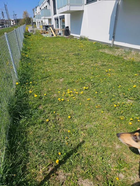 Our landlord said I could do whatever I want with the yard.