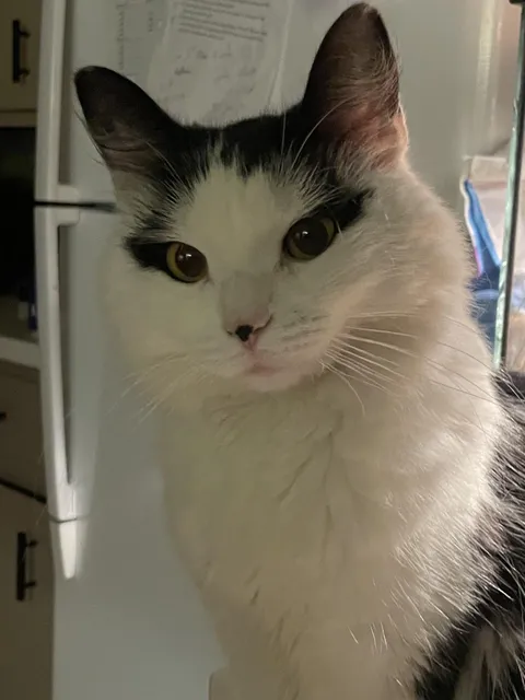 My girlfriend and our two girls brought this little girl home after finding her abandoned on a walking trail , she was pretty traumatized but after a few weeks she is starting to come around. This is Kitty .