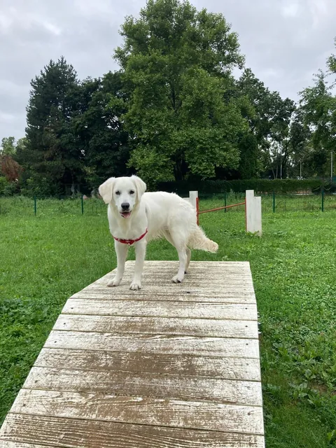 Watch my golden ika grow 💗