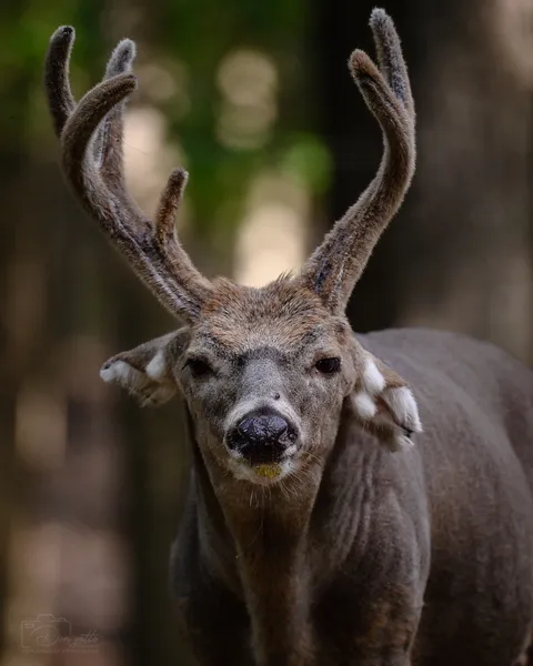 🔥 A very, very old buck I photographed.