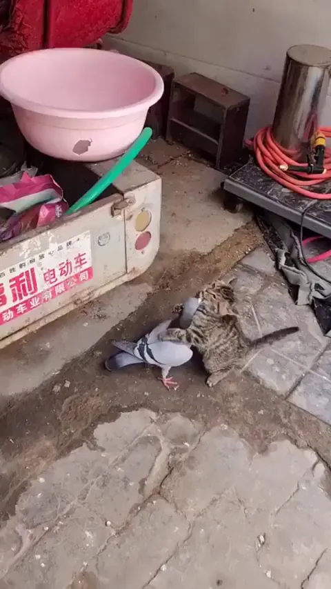 Car vs pigeon