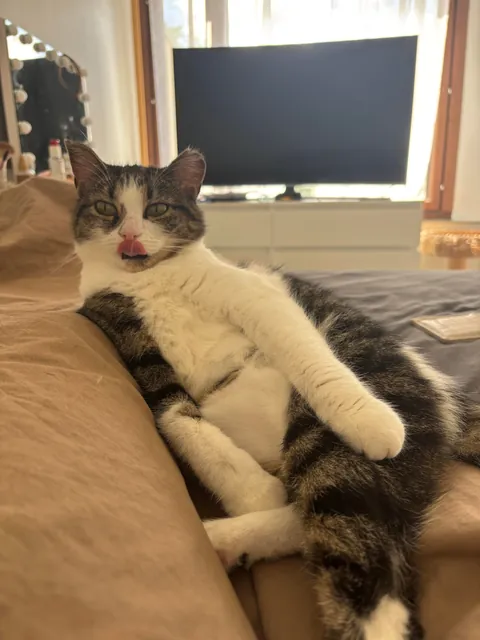 I was a cat hater, but I saved a cat. Now i’m in love😍