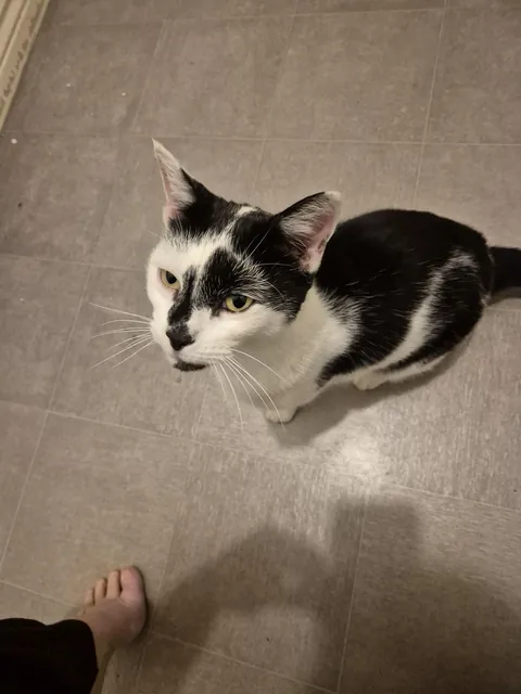 This is Bo, my bathroom attendant. He's the LEAST affectionate cat I've ever had, and shuns people 99% of the time. But the moment I plant my ass on the toilet, he's a ball of love. The second I'm done? Aloof all over again.