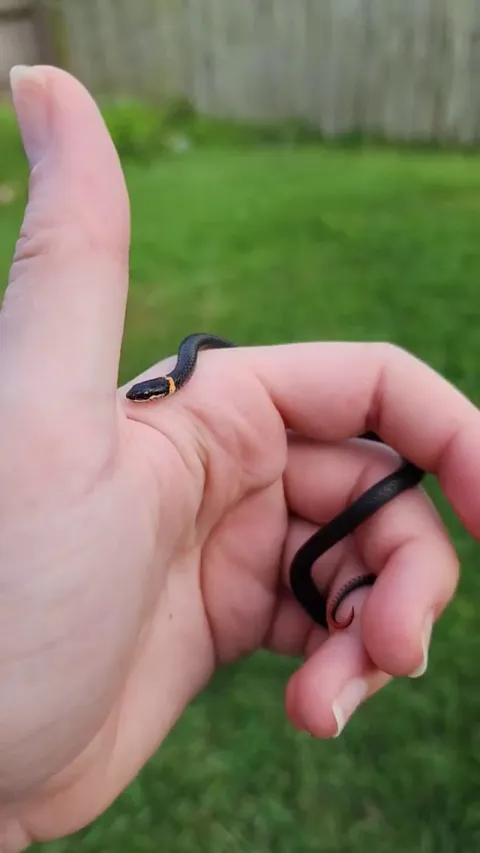 Cute little ring necked snake I scooped from my parents pool 