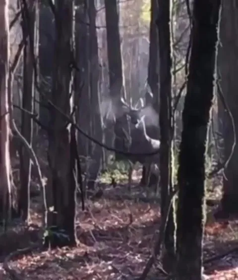 🔥 The forest king has arrived