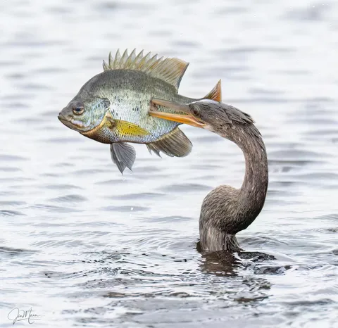 PsBattle: Bird catching a fish