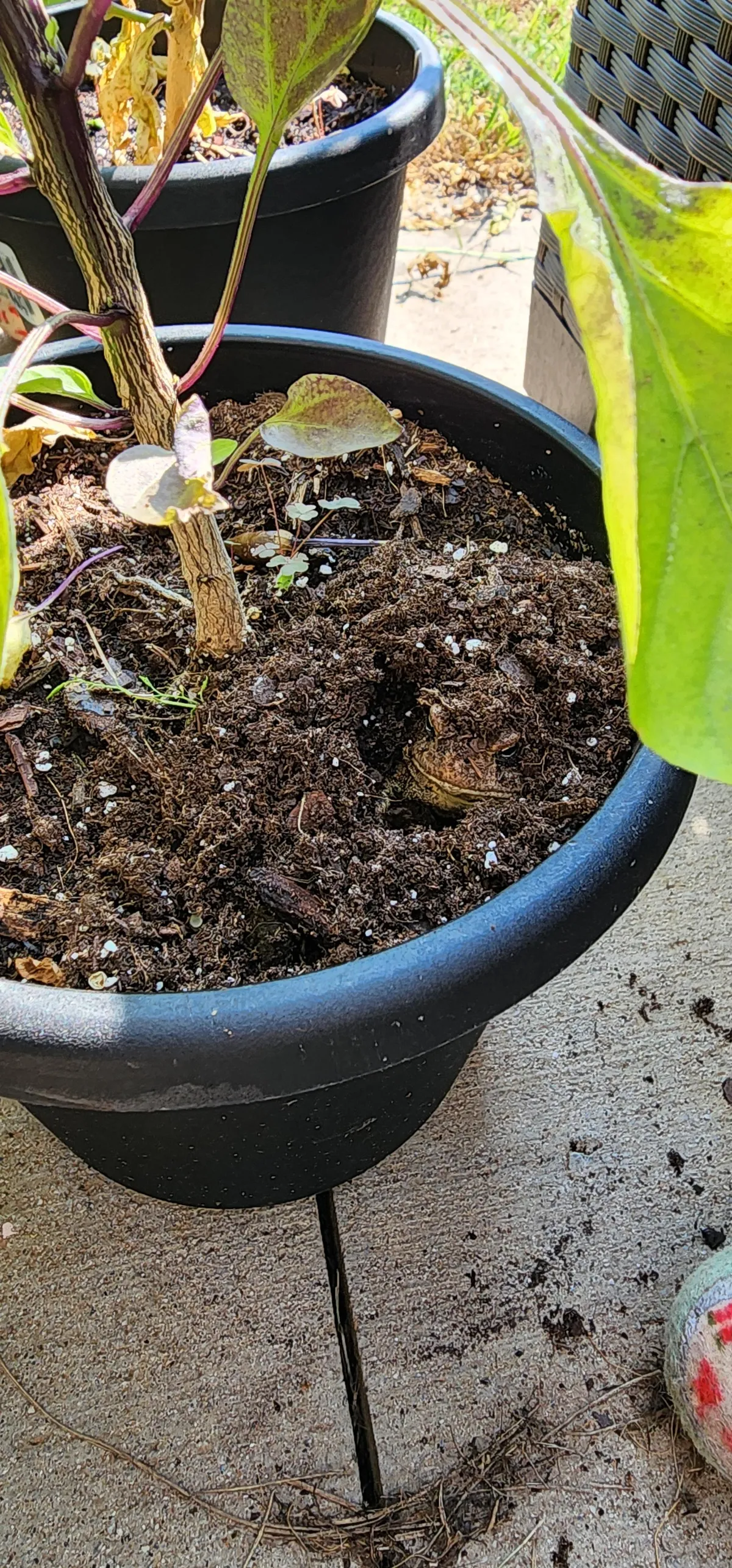 Found a squatter hiding in my peppers