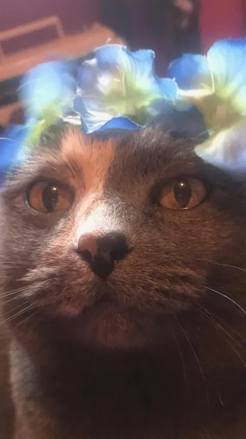 My 17 year old baby passed this morning