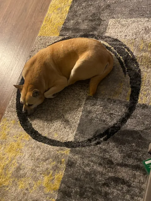 Our dog has been lying in this circle on our new rug like it's a bed