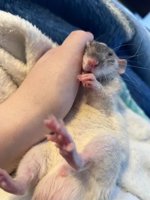 why yes, i am comfortable. Why do you ask?