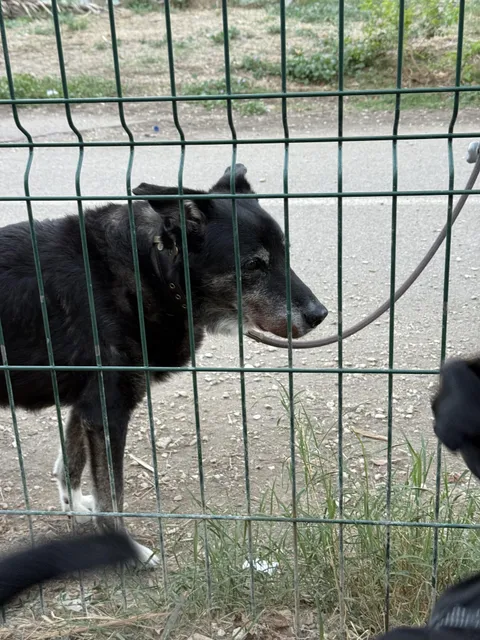 Today I encountered a senior pupper still standing strong at 20!