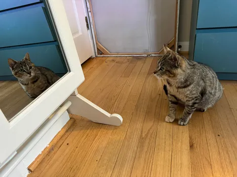 Honey was a pregnant kitty I took in from outside. Here are her first days as an indoor kitty. She had 3 beautiful babies 2 weeks later. The last pics are from when she was living outside.