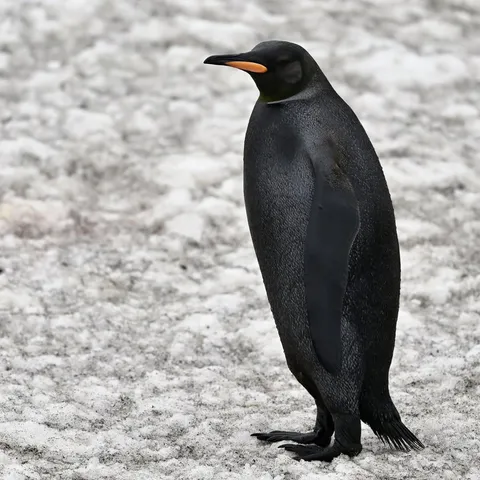 🔥 this is what a melanistic penguin looks like🔥