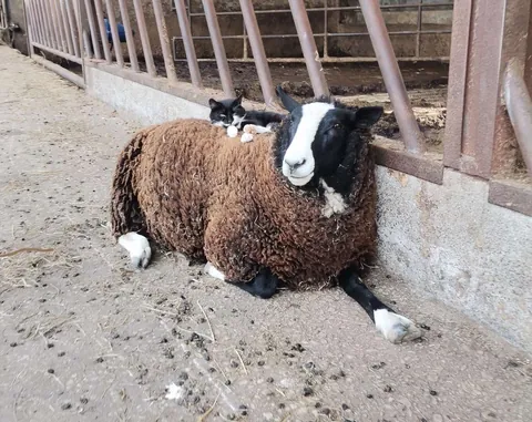 Domino loves to sleep on Blackberry’s back!