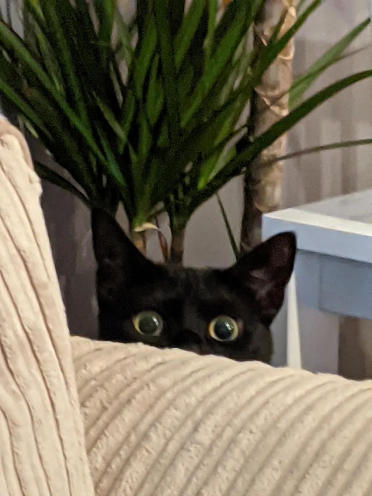 Had to say goodbye to Luna today. Thought I would share some photos from her 6 years on the earth