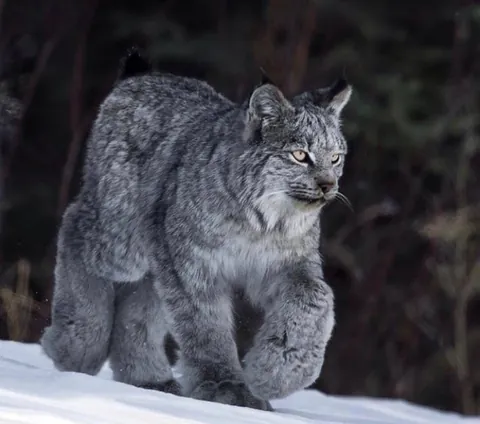 🔥The huge winter mittens of the Lynx