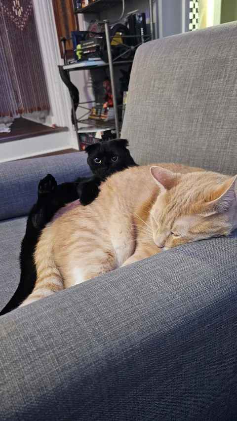 Are my cats ...okay? be honest