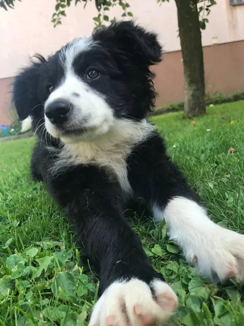 Got my first puppy ever, I'm so thankful