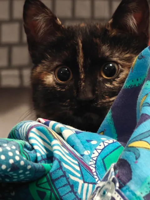 Luna's funny expressions (funniest one at the end) 😺