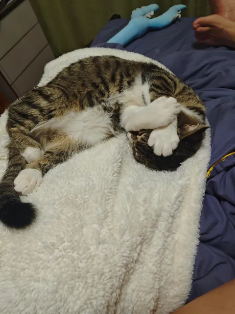 Send me pictures of your cat sleep