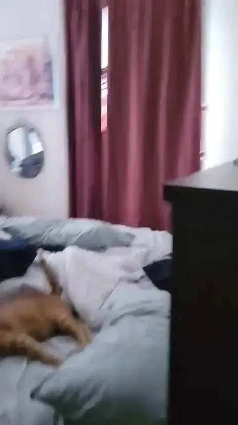 Recently found out that my cat likes to be tossed!