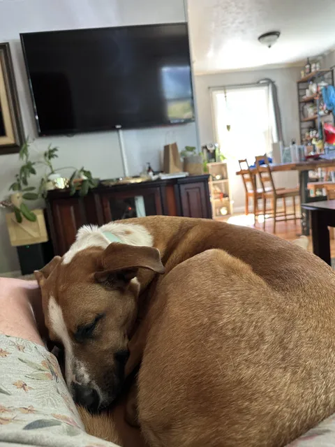 This guy never snuggles, but today he wanted to be in my lap 🥹🥹🥹