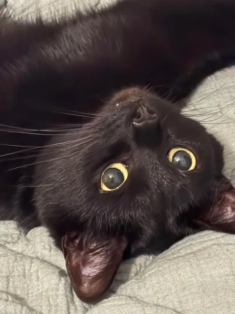 I know i posted earlier today but i just HAD to share these pics of Luna! 🐈‍⬛🖤