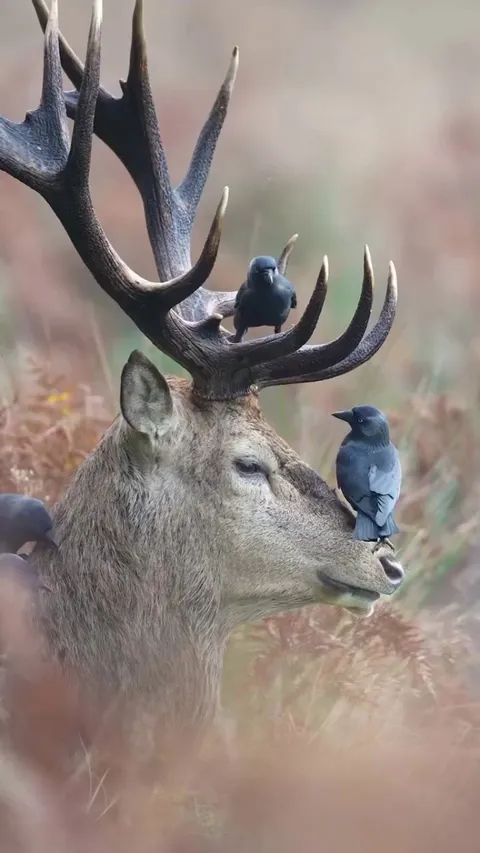Birds aid in removal of ticks in deer's body