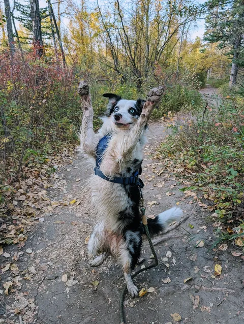 Here are some pictures I took of Milo today! We had a lovely autumn hike.