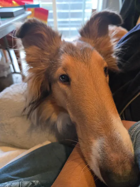 A dog's head leaning on you is the best feeling (bonus gremlin pics)