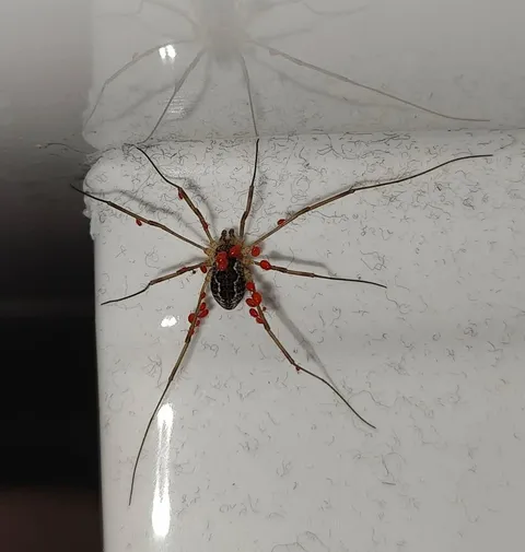 This Harvestman has a bit of a mite problem