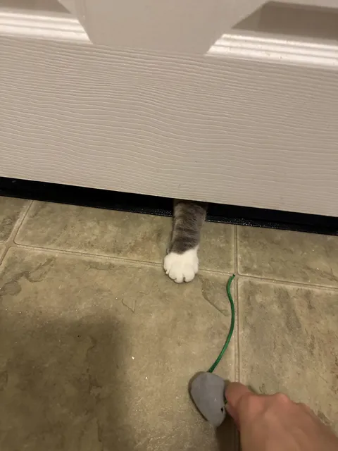 My cat gave me a toy mouse while I was in the bathroom