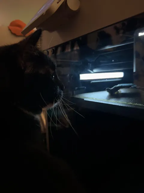 I never wanted to have to make this post. For my baby, Turkleton