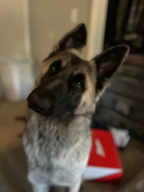 As requested heres a slew of photos of my found stray Kai Guy 😜(not sure breed mix?)