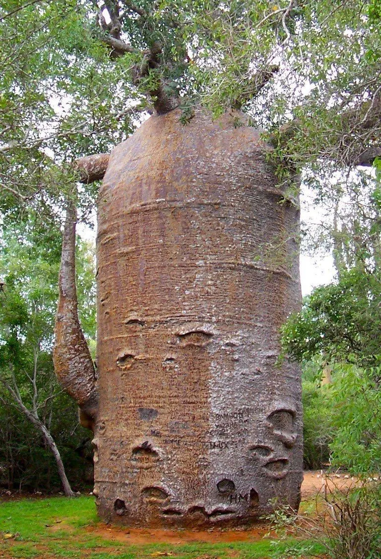 🔥 Baobab tree