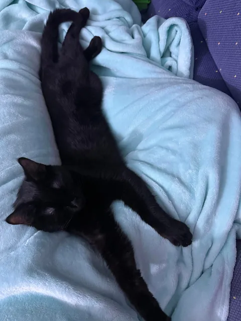 My first ever baby, meet Cosmo🖤