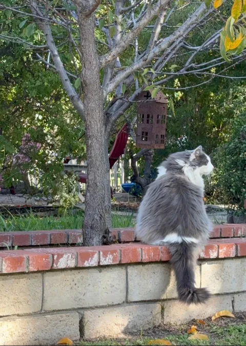 To the cat that fell out the tree and into my life.