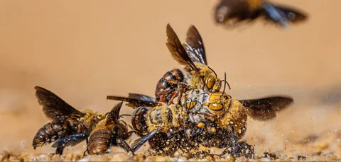 Male Dawson's burrowing bees, one of the largest bees in the world, will frenzy-kill each other until there are only a few lucky ones left to mate with the female bees. The violence is so severe that even some of the female bees will be accidentally killed.