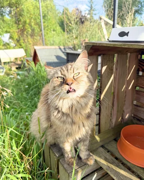 Yolanda is always so happy when I visit her at the cat hospice. Other hospice cats are included