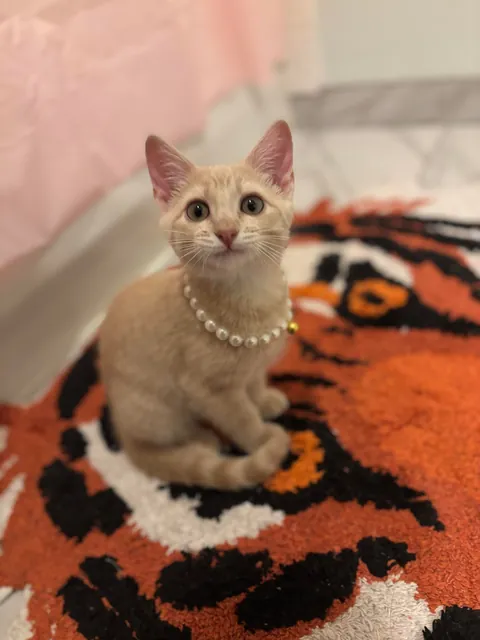 Is my cat a cream color or orange